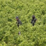 colombia_drug_eradica_fran.jpg
