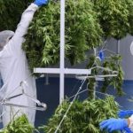 maconha2-credito-afp.jpg
