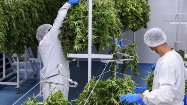 maconha2-credito-afp.jpg