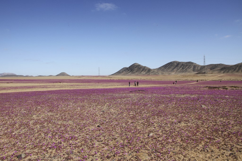 Chuvas incomuns fazem deserto do Atacama florescer; FOTOS