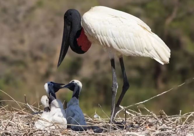 Momento Raro no Pantanal: Fotógrafo Registra Tuiuiú Alimentando Filhotes em Ninho de 20 Anos
