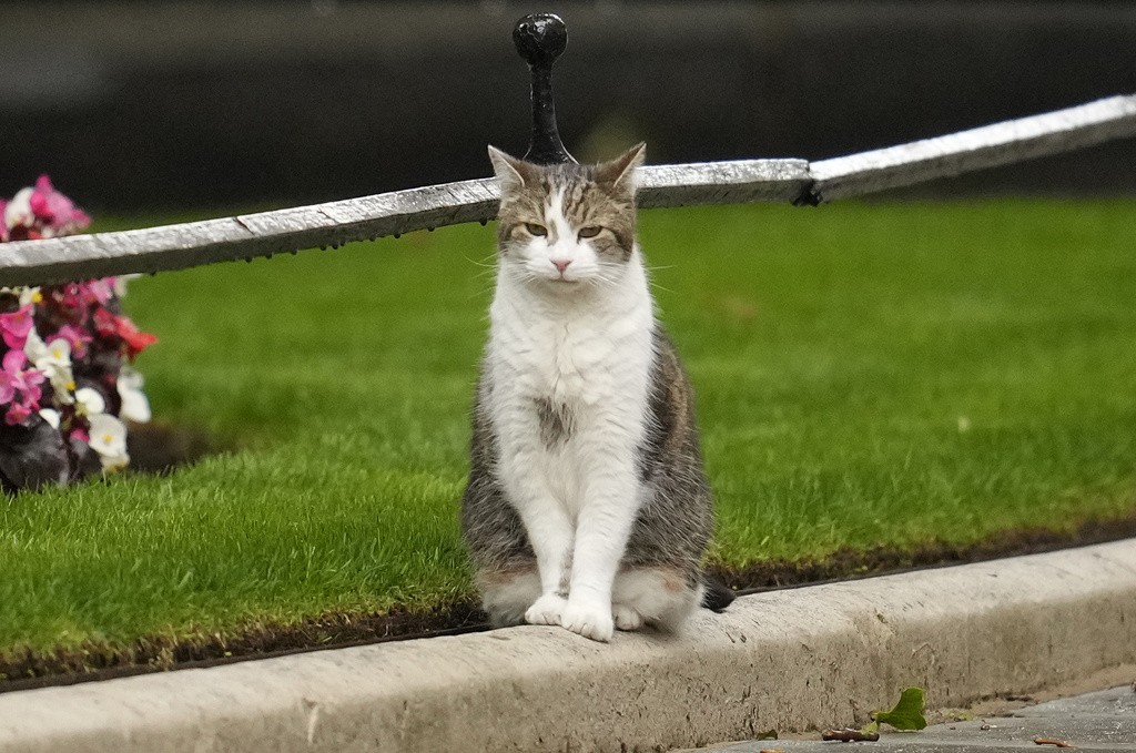 Guardião da residência oficial do governo britânico, gato Larry vai receber seu sexto primeiro-ministro