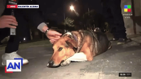 VÍDEO: repórter faz carinho em cachorro que vizinhos chamavam de ‘assassino’ e leva mordida ao vivo na Argentina