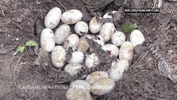 Grupo encontra na floresta 100 ovos de crocodilo siamês, espécie mais rara do mundo; VÍDEO mostra nascimento de filhotes