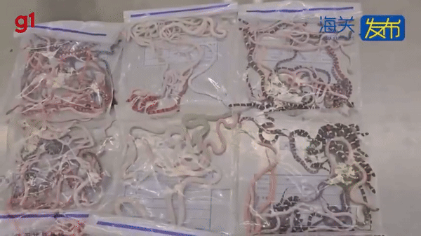 Homem é preso após tentar entrar na China com mais de 100 cobras vivas escondidas na calça; VÍDEO