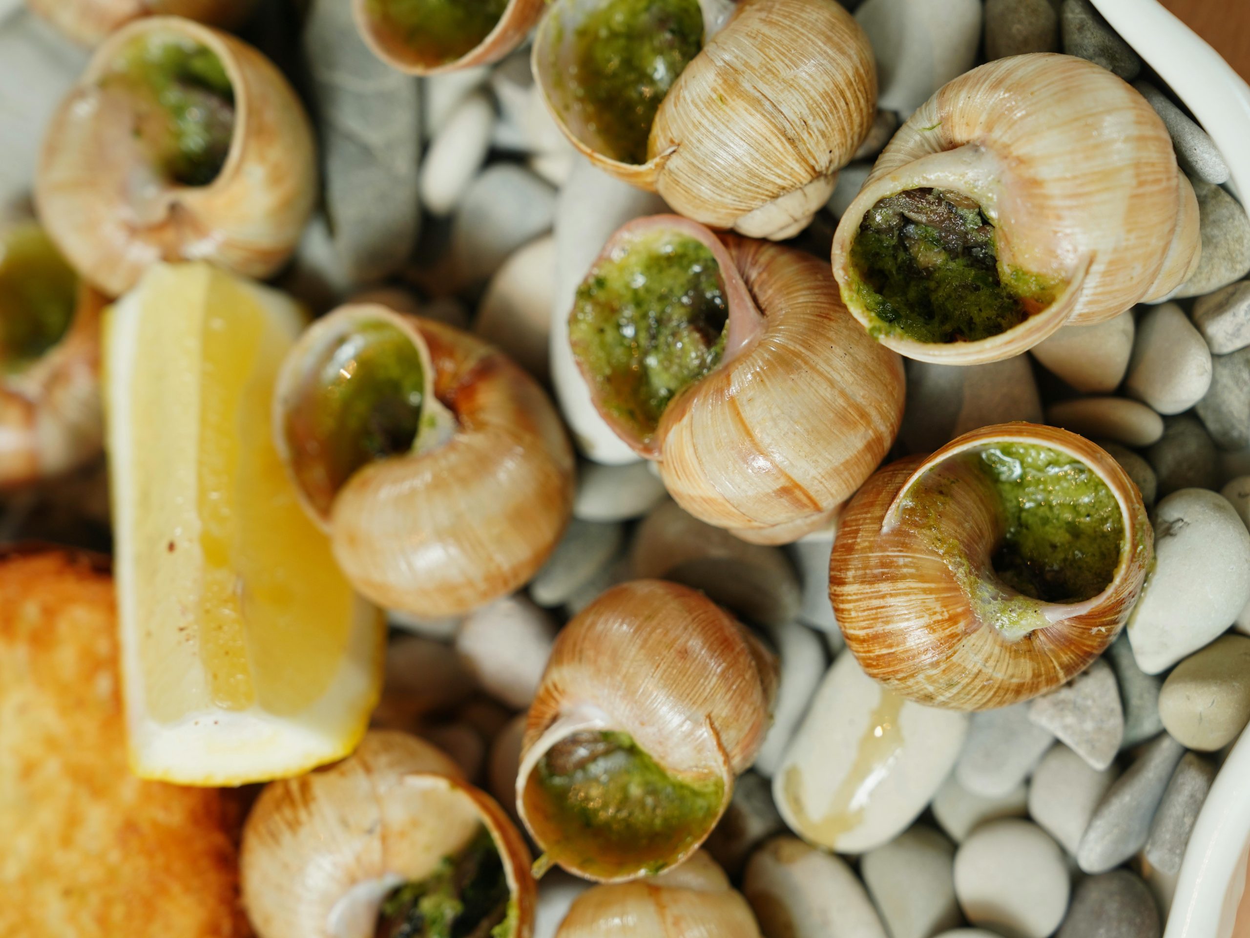 Escargot, clássico da culinária francesa, é ‘primo’ da lesma; entenda por que é tão caro