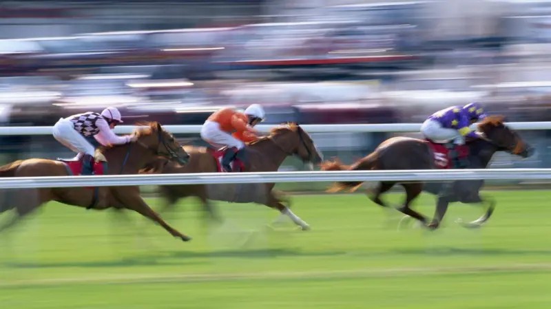Corrida de cavalos e hipismo são crueldade com animais?