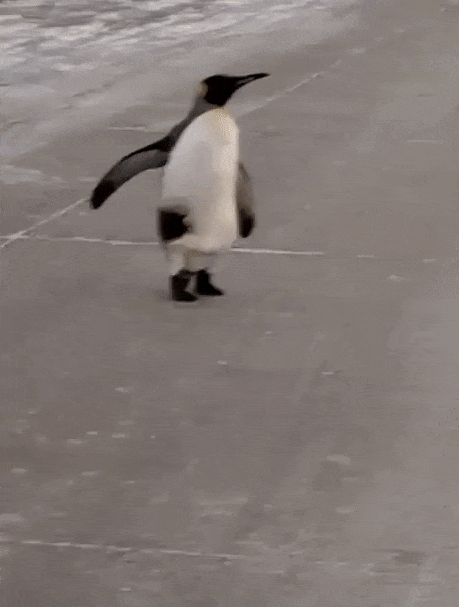 VÍDEO: Pinguim vai parar no meio da rua na Argentina durante onda de frio polar